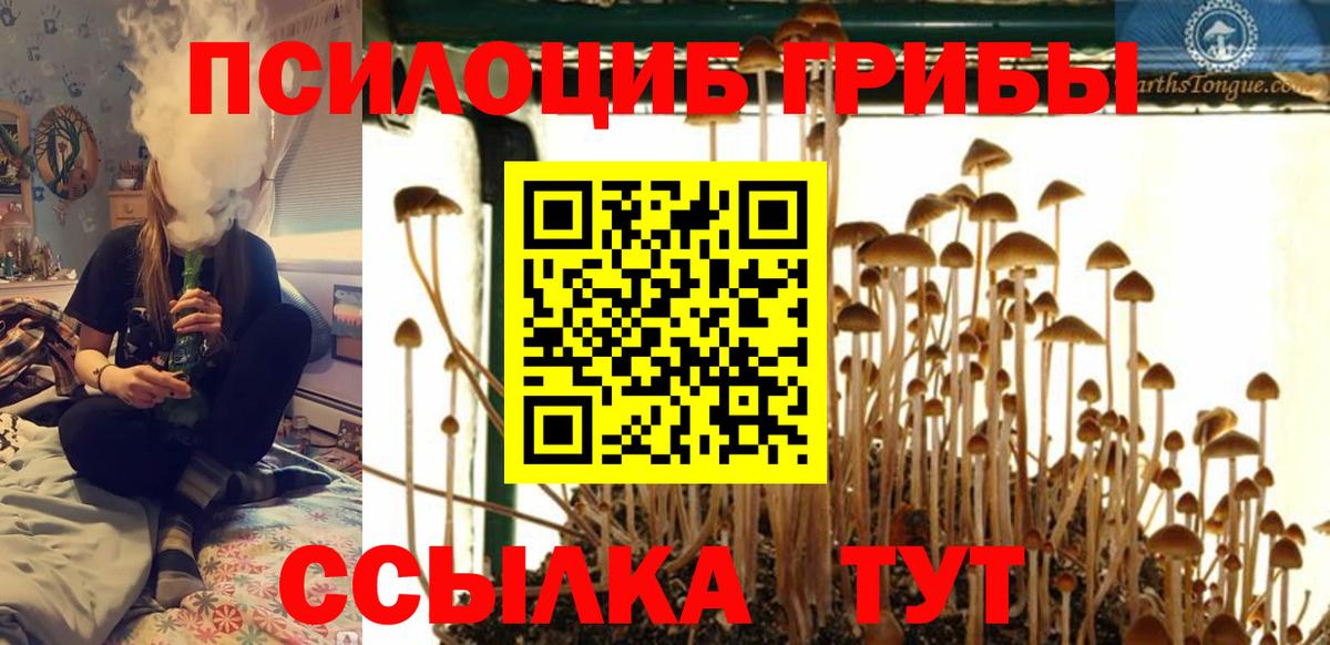 Галлюциногенные грибы Psilocybine cubensis Ступино